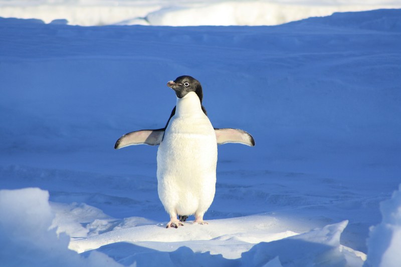 Pinguin.jpg